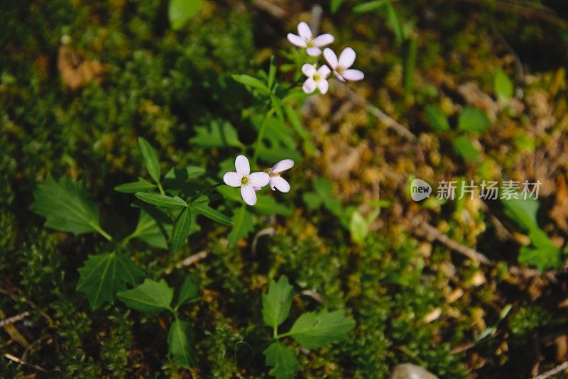 Close up of wildflowers with small pink blossoms growing out of the forest floor